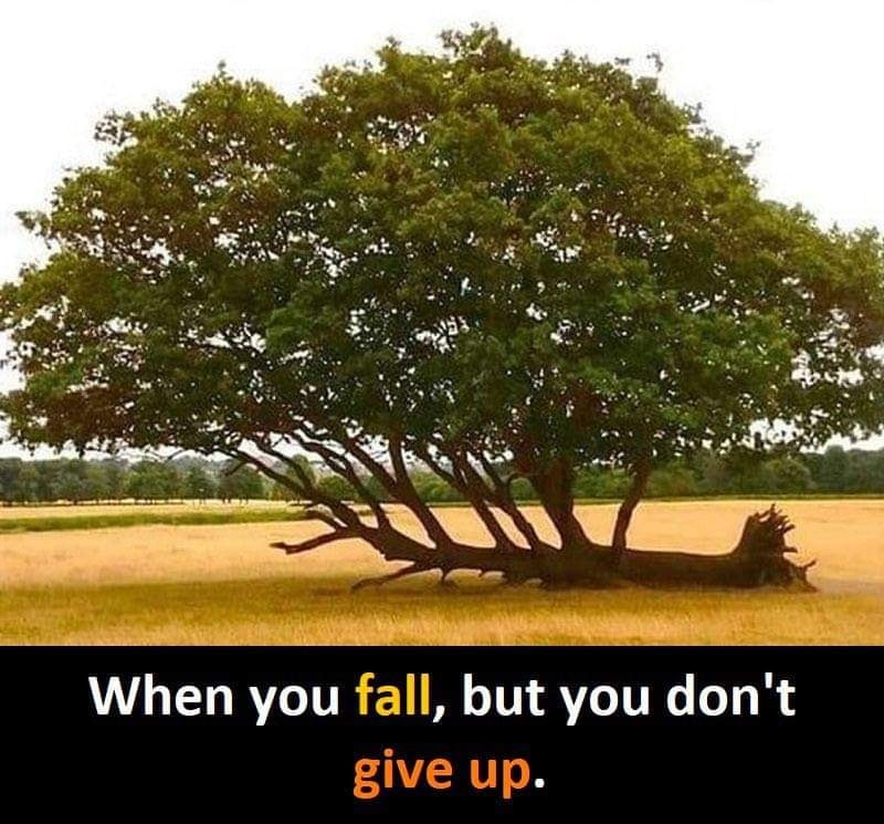 Okay, here's an analysis of the image, broken down into the requested sections. Note that some sections are more applicable than others – I’ve included those most fitting to the image and its accompanying text. --- **...