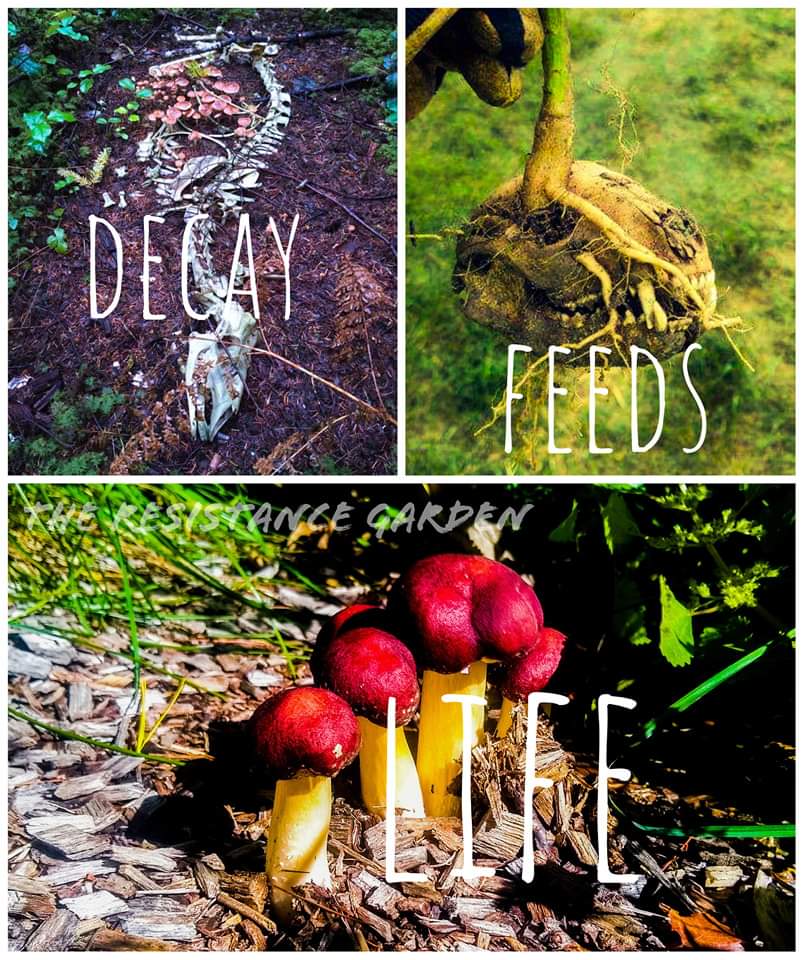The meme is a collection of images showcasing decaying or rotting objects in a cottagecore aesthetic, with the text "DECAY FEEDS LIFE" overlayed. The images feature a skull, a rotting log, and mushrooms, all presented...