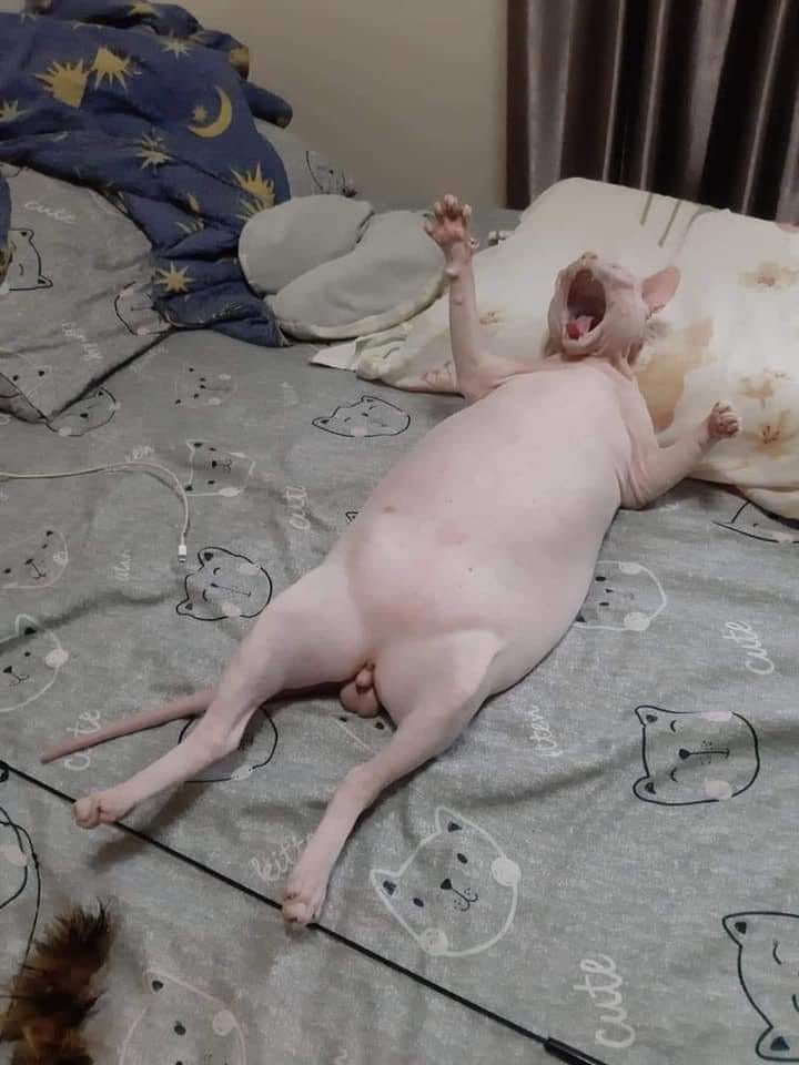 Okay, let's break down this image using the requested theoretical frameworks. Given the inherent playfulness of the image, some of the deeper, heavier theories may feel a little strained, but I will strive to apply th...