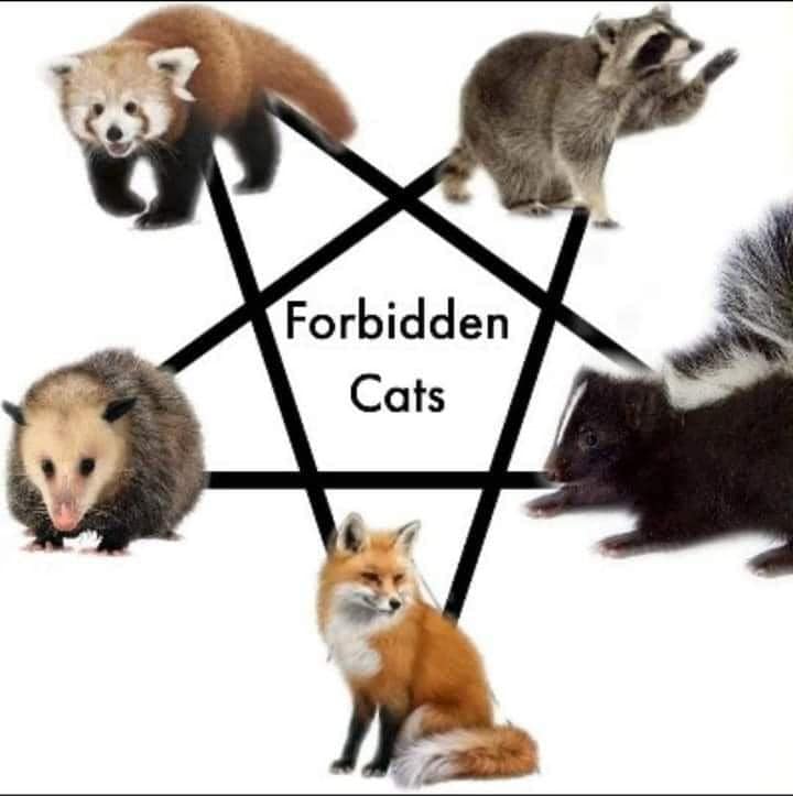 Okay, let's break down this image through various theoretical lenses. **Visual Description** The image features five animals—a red panda, a raccoon, an opossum, a skunk, and a fox—arranged in the points of a black pen...