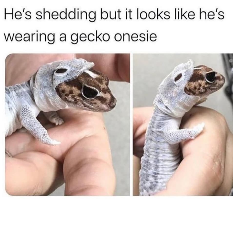 Okay, here's an analysis of the image and its caption through the lenses you requested. Note that some of these theoretical frameworks will be more applicable than others. I'll indicate when a section isn't strongly a...