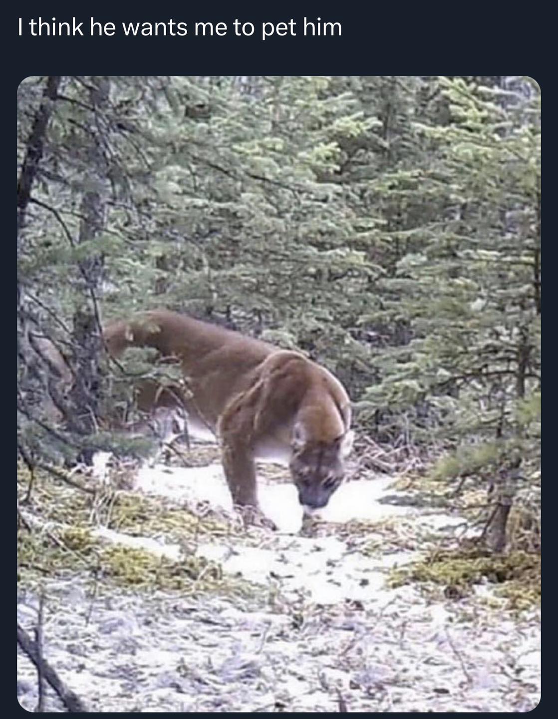 Okay, here's an analysis of the image, broken down into the requested theoretical frameworks, only applying each where relevant. It's important to remember that applying these theories to a single image can be interpr...