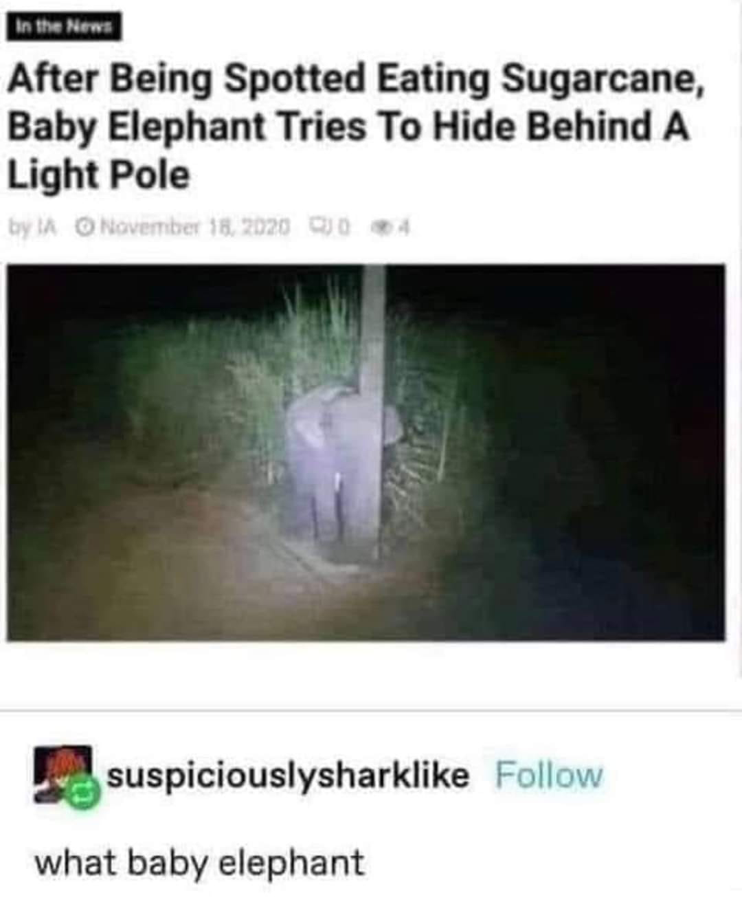 Okay, let's break down this delightful internet snippet of a baby elephant trying to hide behind a light pole through various critical theory lenses. It's a whimsical image, but surprisingly ripe for analysis! **1. Vi...