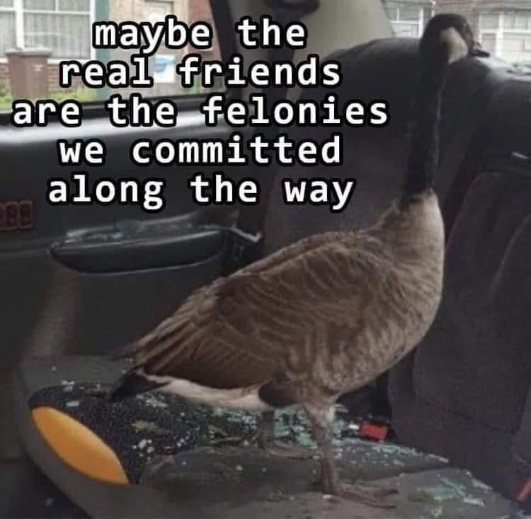 The meme features a photo of a goose standing in the driver's seat of a car, with a broken windshield and shattered glass on the floor. The text above the image reads, "maybe the real friends are the felonies we commi...