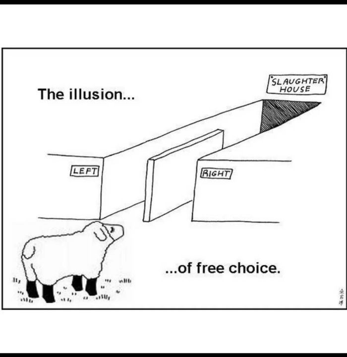 Okay, let's analyze this political cartoon through the lenses you've requested. **Visual Description** The cartoon is a simple black and white drawing depicting a sheep standing in front of two paths. One path is mark...