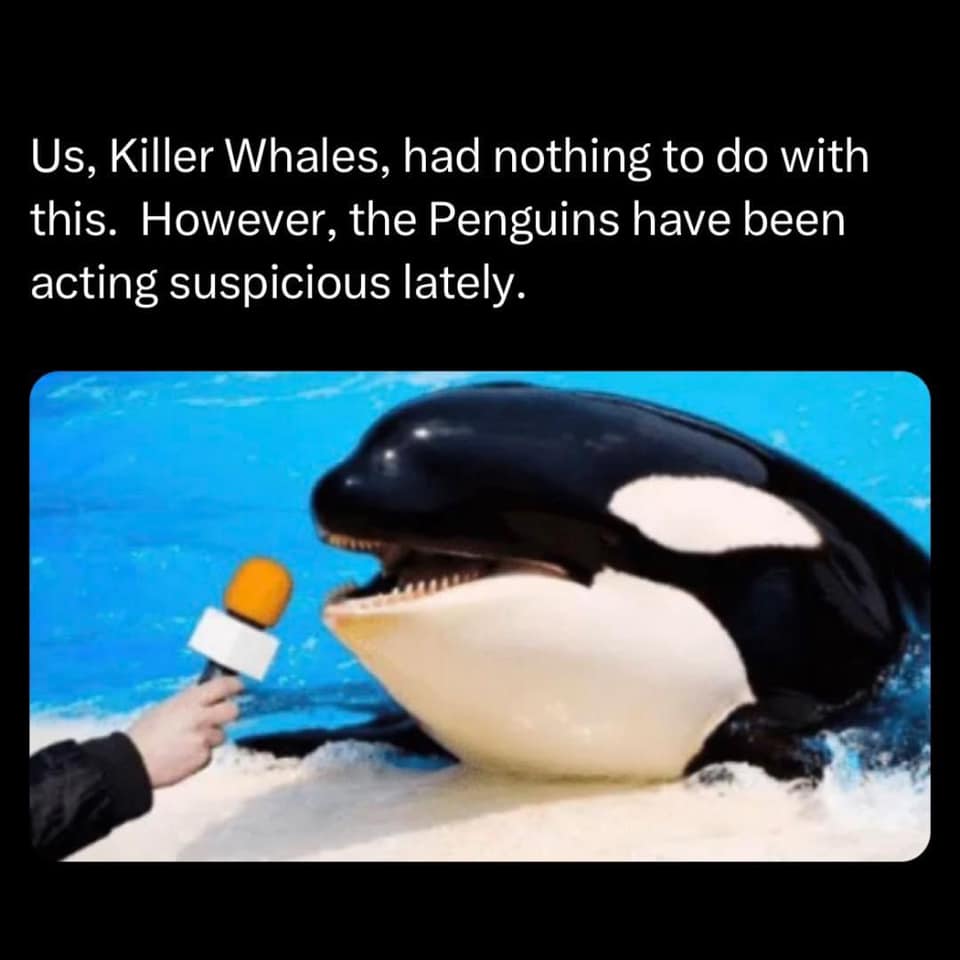 Okay, let's break down this meme through several critical theory lenses. It's a surprisingly rich image for a simple joke! **1. Visual Description** The image depicts an orca (killer whale) seemingly "giving a press c...