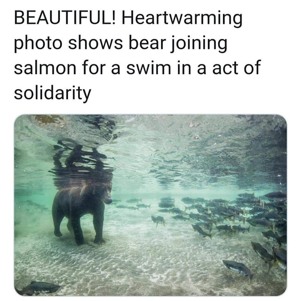 Okay, let's break down this image of a bear seemingly "swimming with salmon" through the lenses of various theoretical frameworks as requested. It's important to note that some of these might stretch a bit, as the ima...