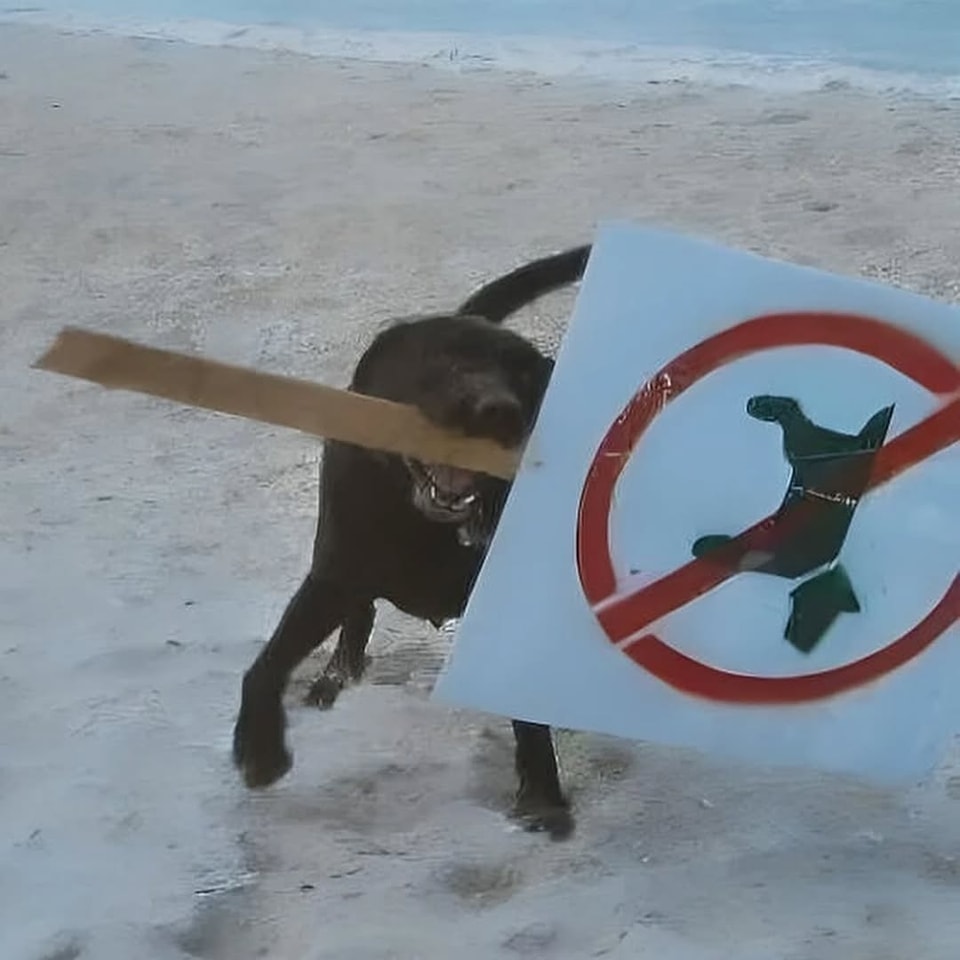 Okay, here's an analysis of the image, broken down into sections as requested, covering relevant theoretical frameworks where applicable. **Visual Description** The image depicts a dark-colored dog – likely a Labrador...