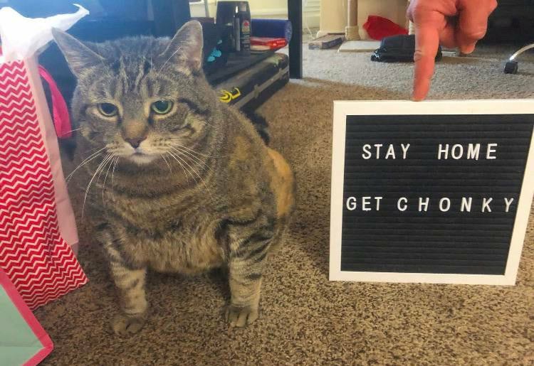 Okay, here’s a breakdown of the image through the lenses requested. I will omit sections that don’t really apply or would be a stretch. **Visual Description** The image depicts a domestic scene. A brown tabby cat is t...