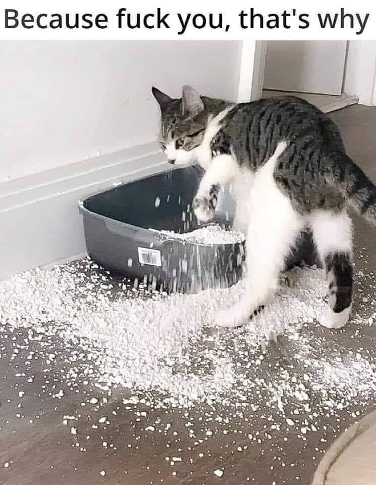 Okay, let's break down this delightfully chaotic image through several theoretical lenses, as requested. I'll include headings only where the lens genuinely applies and can offer a nuanced reading. **Visual Descriptio...