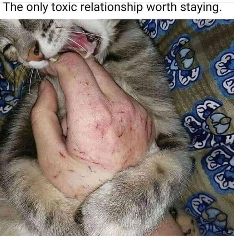 Okay, let's break down this image and the attached text ("The only toxic relationship worth staying in") through several theoretical lenses. This is going to be a bit complex, as the meme itself is ironic and layered....