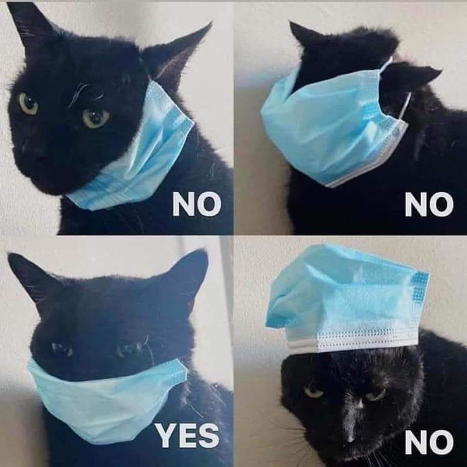 Okay, let's break down this image of a black cat with surgical masks, applying the requested critical lenses. **Visual Description** The image is a four-panel grid featuring a black cat, likely domestic shorthair. Eac...