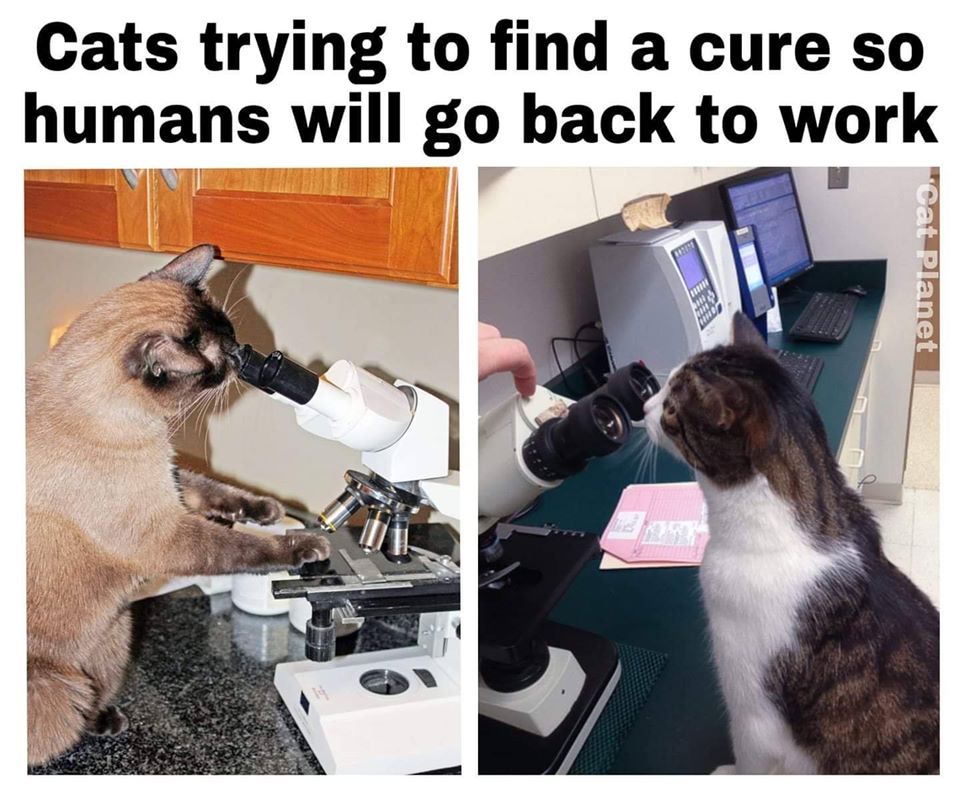 Okay, let's break down this image – a meme of cats seemingly "working" in a lab – through various theoretical lenses. Given the image and the caption ("Cats trying to find a cure so humans will go back to work"), ther...