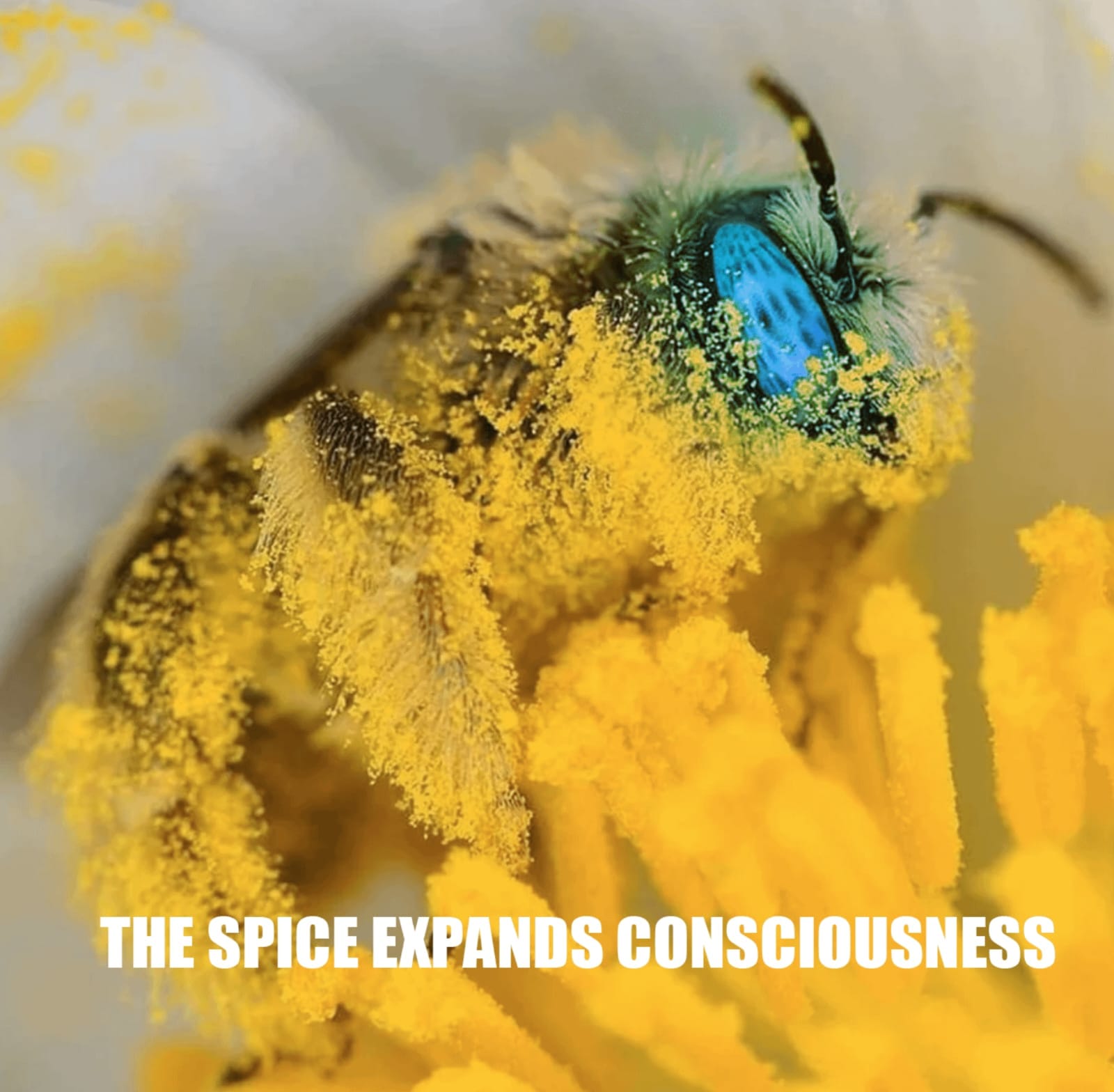 Okay, let's break down the image using the requested theoretical frameworks. I'll only include sections that have relevant application based on what I see in the image. **Visual Description** The image is a close-up,...