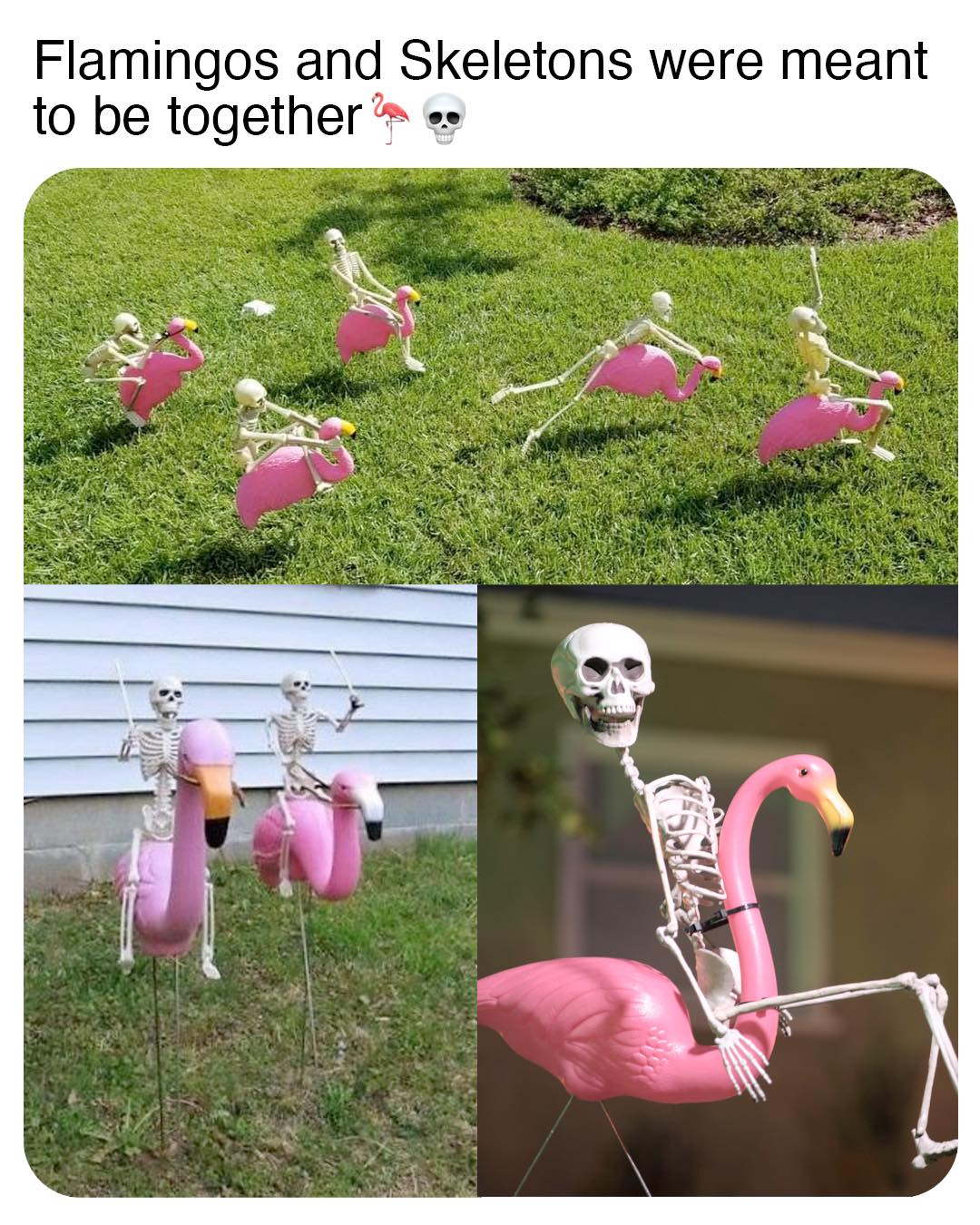 Okay, let's break down this image through several theoretical lenses. It’s a playfully bizarre image, lending itself to multiple interpretations. ## Visual Description The image is a composite of three photographs sho...