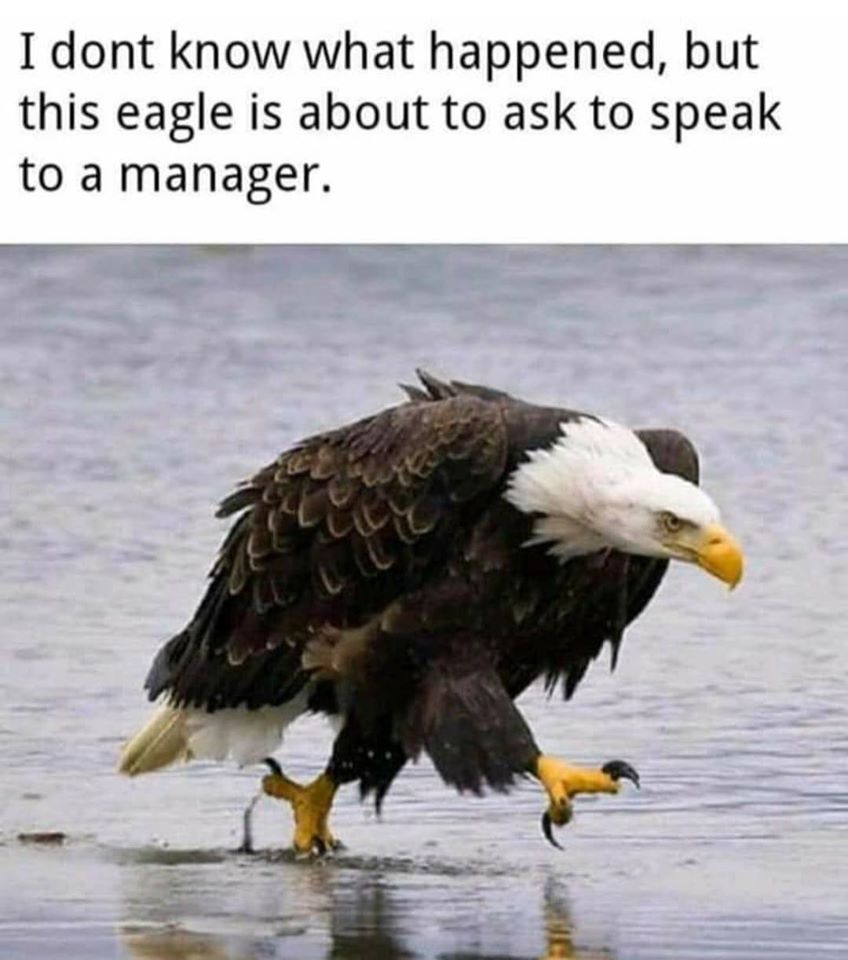 Okay, let's break down this meme featuring a rather determined-looking bald eagle, applying various theoretical lenses. ## Visual Description The image features a bald eagle wading through shallow water. The eagle is...