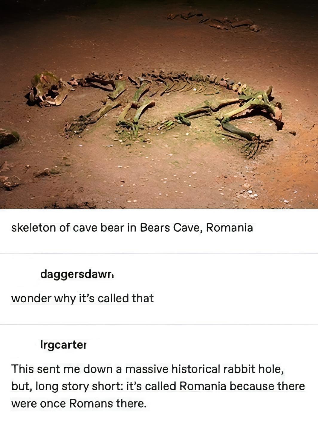 Okay, let's break down this image and the accompanying text through the requested critical lenses. **Visual Description** The image depicts the skeletal remains of a cave bear (likely *Ursus spelaeus*) lying on a redd...