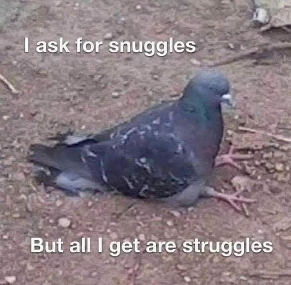 This meme is a relatable and humorous take on the struggles of mental health, specifically the emotional need for comfort and affection. The image features a pigeon, which is often seen as a symbol of vulnerability an...