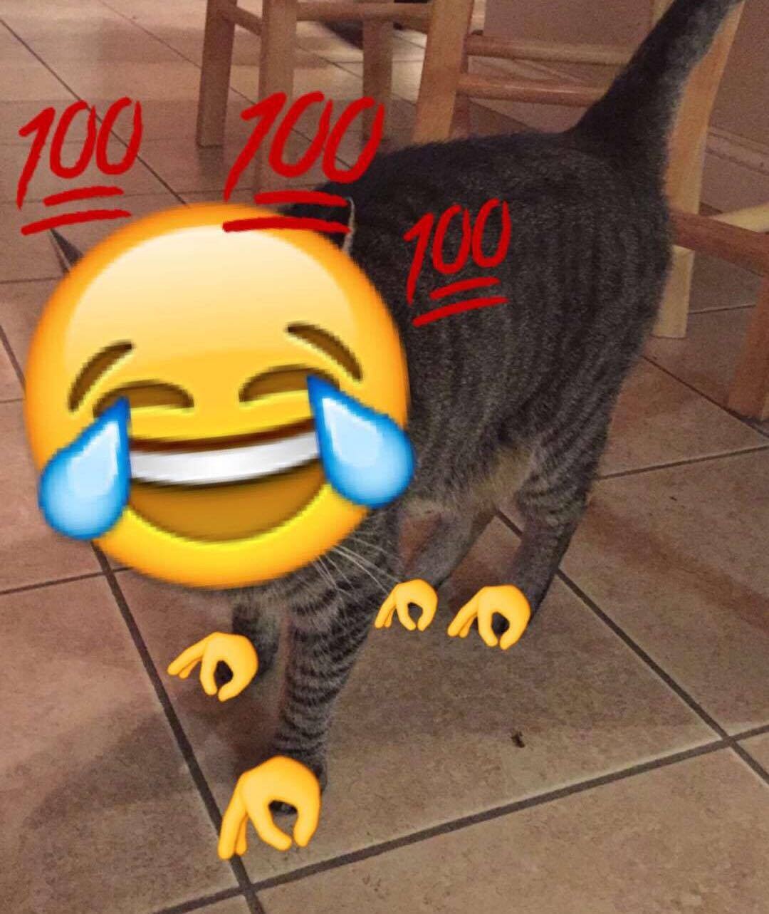 Okay, let's break down this image through the requested theoretical lenses. **Visual Description** The image depicts the rear portion of a tabby cat, mid-stride. The cat appears to be walking away from the viewer. The...