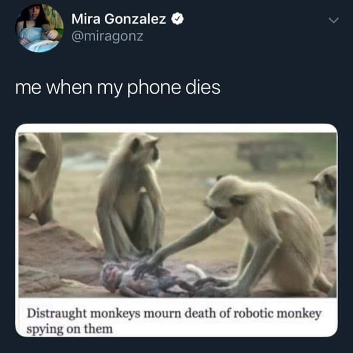 Okay, let's break down this meme through various theoretical lenses. It's a surprisingly rich image despite its apparent simplicity. **I. Visual Description** The image features three rhesus macaques, appearing to mou...