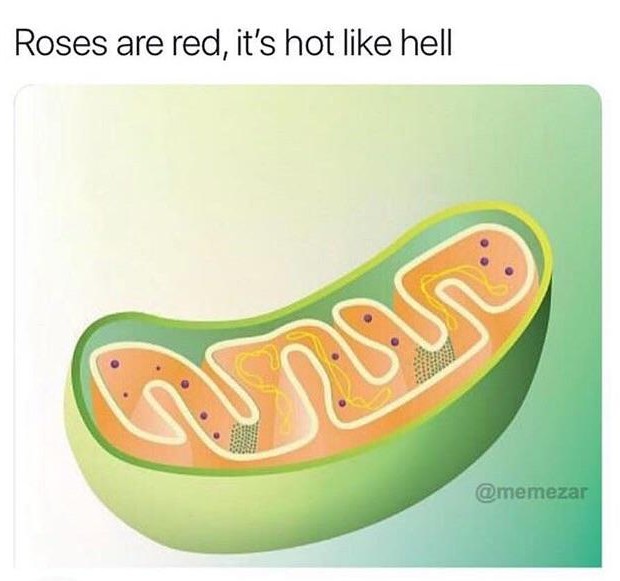 Okay, here’s an analysis of the image, broken down into sections as you requested. I’ll omit sections that don’t meaningfully apply. ## Visual Description The image is a digital illustration of a mitochondria, a cellu...