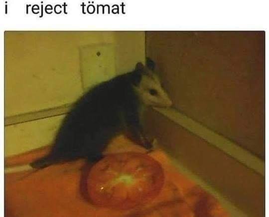 Okay, here's an analysis of the image and its accompanying text ("i reject tömat") through various theoretical lenses, as requested. I'll indicate where a lens *doesn't* quite fit, and focus on where it does. **Visual...