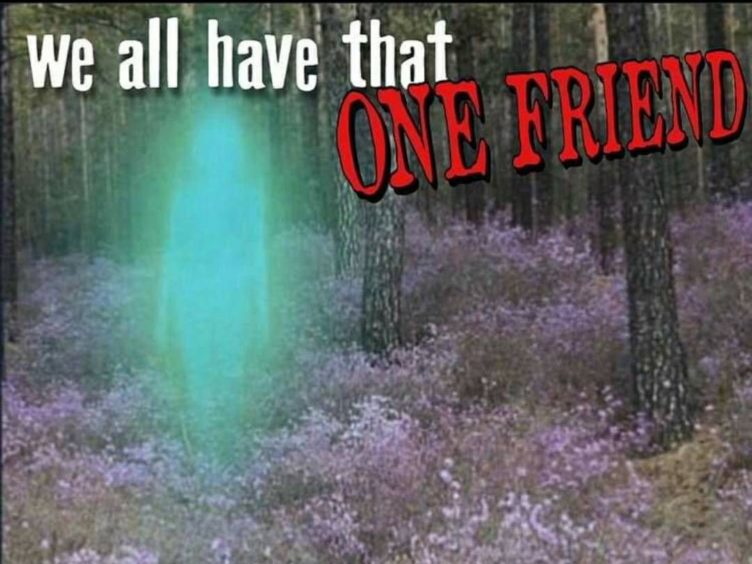 Okay, let's break down this image through various theoretical lenses. **Visual Description** The image depicts a dense forest floor covered in a purple/violet carpet of wildflowers. Tall, dark trees surround the flora...