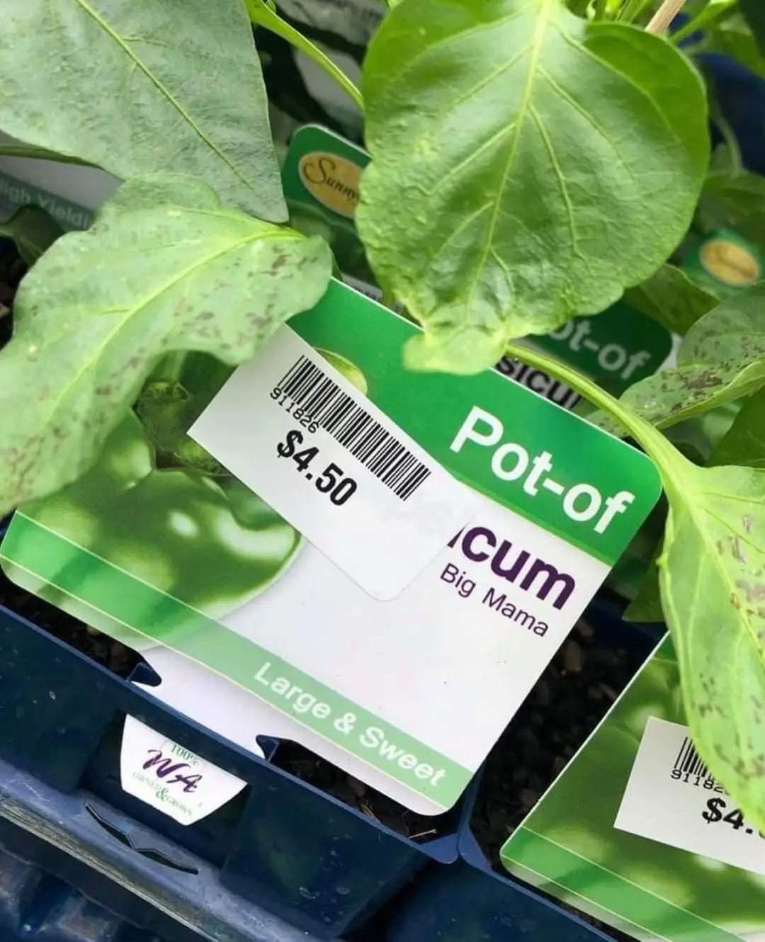 Okay, here’s an analysis of the image, broken down into the requested sections, keeping in mind the sensitive nature of the label and aiming for thoughtful academic discussion. I'll indicate if a section doesn’t reall...