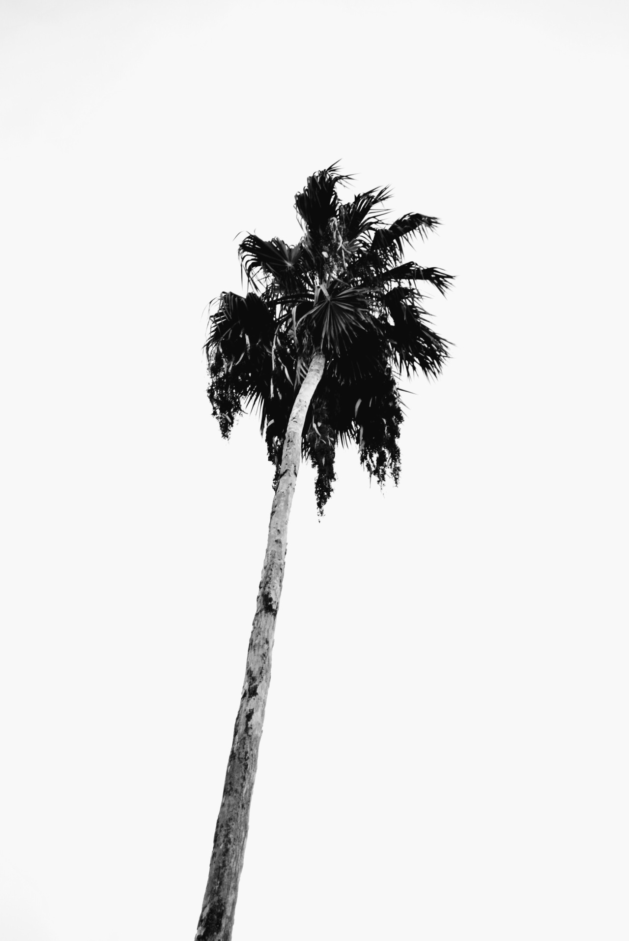 Okay, here's an analysis of the image, broken down into the sections you requested, only where applicable. Given the image's relative simplicity, some sections won't be directly relevant or will be limited. ## Visual...