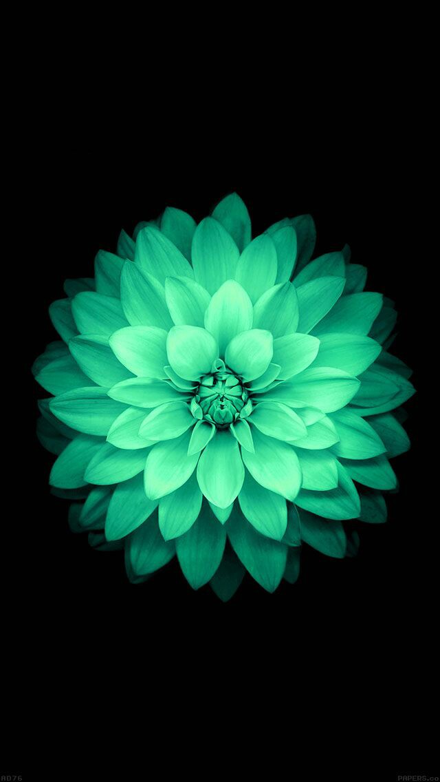 Okay, let's break down this image of the teal dahlia through the lens of various theoretical frameworks. It's worth noting that applying these frameworks can be interpretative and may not all perfectly fit. I'll aim f...