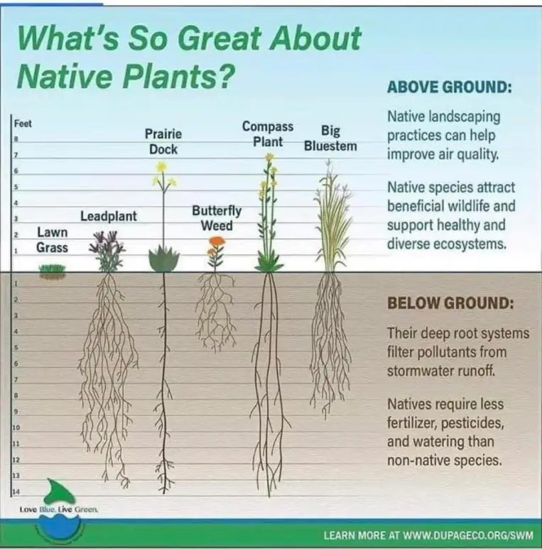 Okay, let's break down this infographic on native plants through various critical lenses. It's important to remember that applying these theoretical frameworks isn't about finding definitive 'answers' but rather revea...