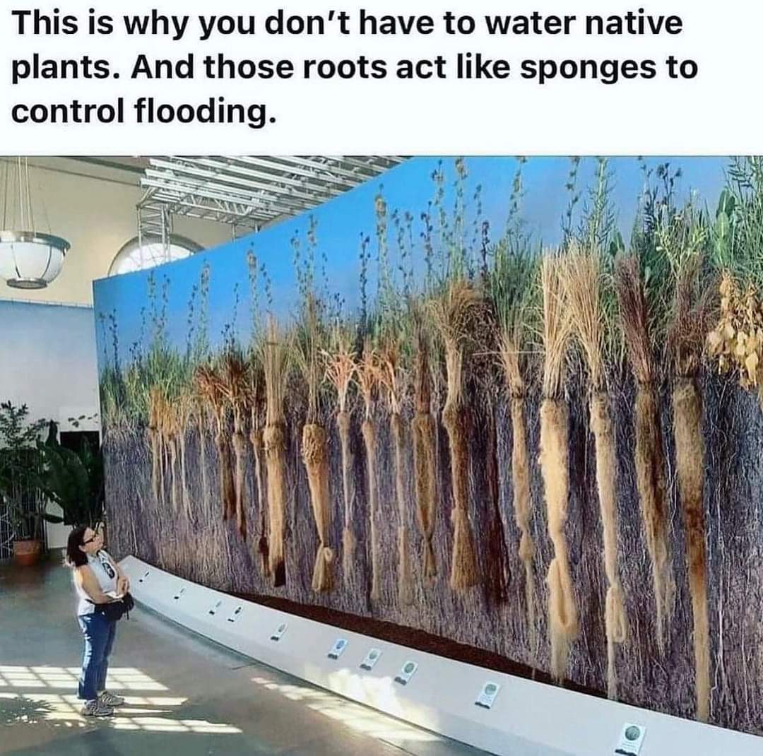 The meme is a humorous comparison between native plants and water-efficient plants, using a tongue-in-cheek explanation of why you don't need to water native plants. The image is a humorous illustration of a plant wit...