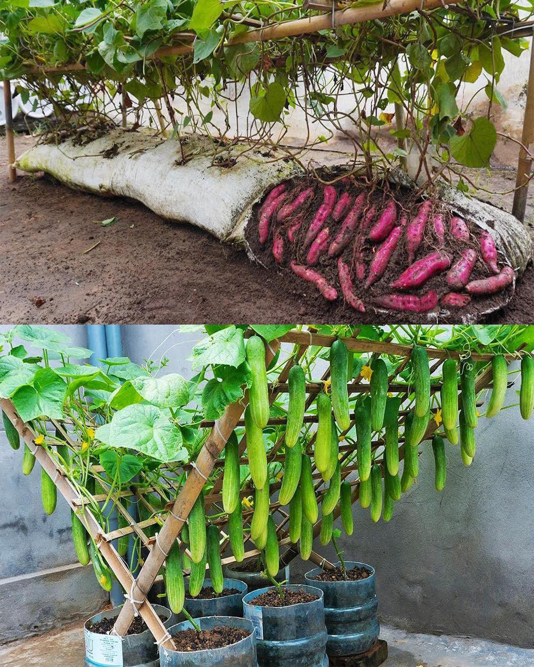 Okay, let's break down this image of a cucumber and sweet potato pairing with some theoretical lenses. It's an unusual pairing, offering a good space for these analyses. ## Visual Description The image displays two sc...