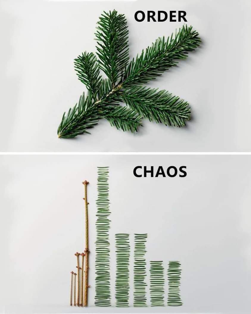 The meme is a visual representation of the concept of "order" versus "chaos" in a permaculture context. It shows a sprig of evergreen branches with the word "ORDER" above it, and a chaotic mess of evergreen needles wi...