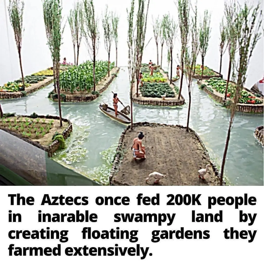 Okay, let's break down the image and its associated text through the requested theoretical lenses. **Visual Description** The image depicts a reconstructed or artistic rendering of the Aztec *chinampas*—floating garde...