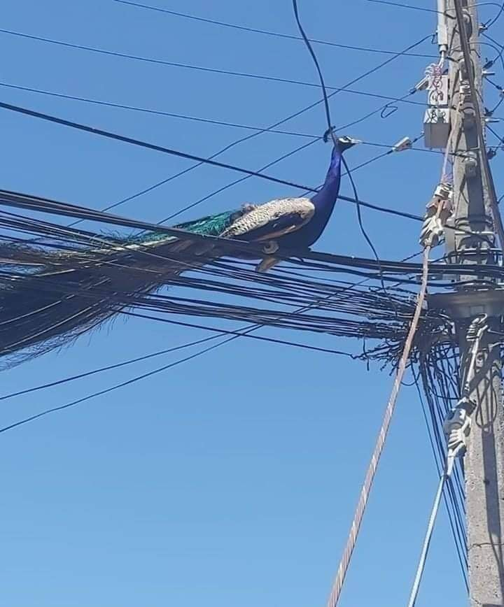 Okay, let's analyze this image through the requested theoretical lenses. **Visual Description** The image depicts a peacock perched atop a cluster of electrical wires and a weathered utility pole against a clear, brig...