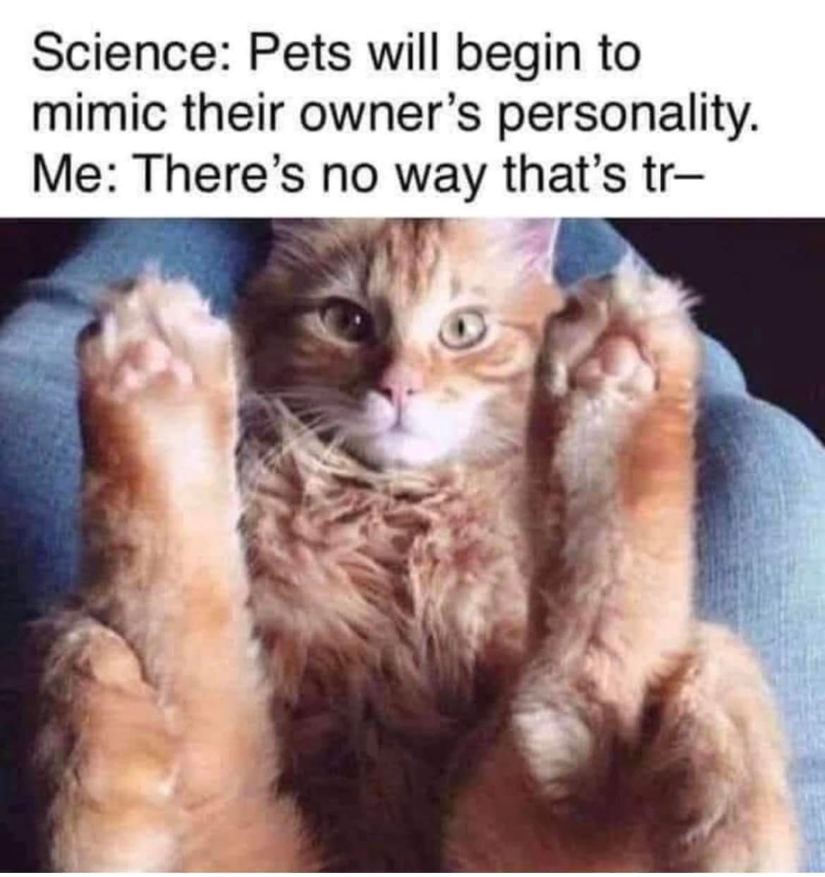 Okay, here's an analysis of the meme, broken down into sections based on the frameworks you requested, prioritizing those that apply most strongly. **Visual Description** The image features a small, orange tabby kitte...