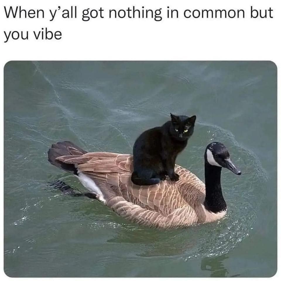 Here's an analysis of the image, broken down into sections addressing the requested theoretical frameworks where applicable. ## Visual Description The image depicts a surprising juxtaposition: a sleek, black cat calml...