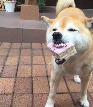 Okay, let's analyze this image of a Shiba Inu with a piece of frosted cake. Given the image's content, some analytical approaches will be more applicable than others. I'll structure the response as requested, includin...