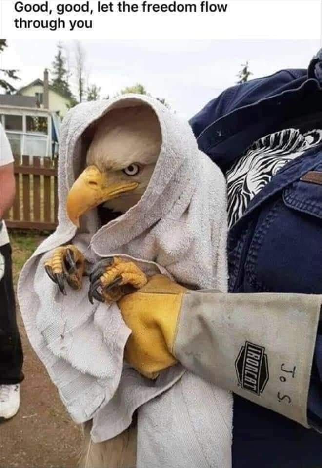 Okay, let's break down this wonderfully bizarre image through several critical lenses. It's rich with potential interpretation! **Visual Description** The image depicts a person wearing an eagle head and talons, seemi...