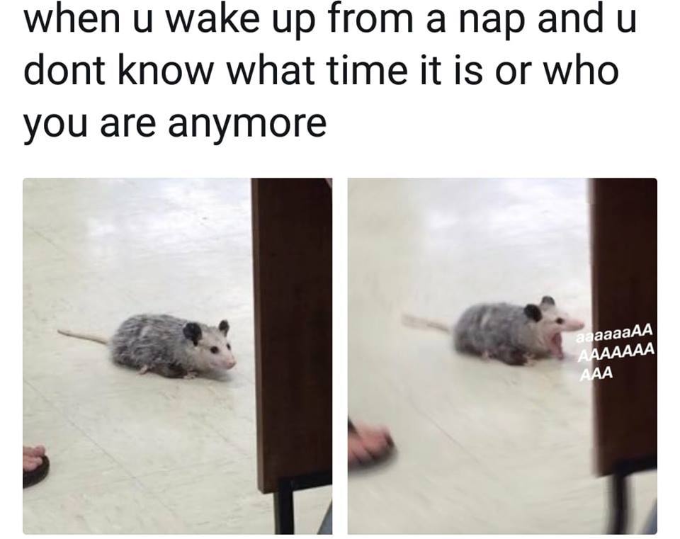 Okay, here's a breakdown of the meme "when u wake up from a nap and dont know what time it is or who you are anymore," presented with the requested analytical sections. I will only include sections where the topic *ap...