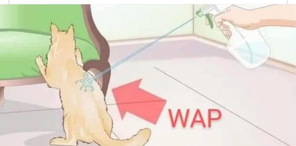 Okay, let's analyze this image through the requested theoretical lenses. It's a deeply strange image, and applying these frameworks will likely yield unsettling interpretations. **Please be warned: this analysis is go...