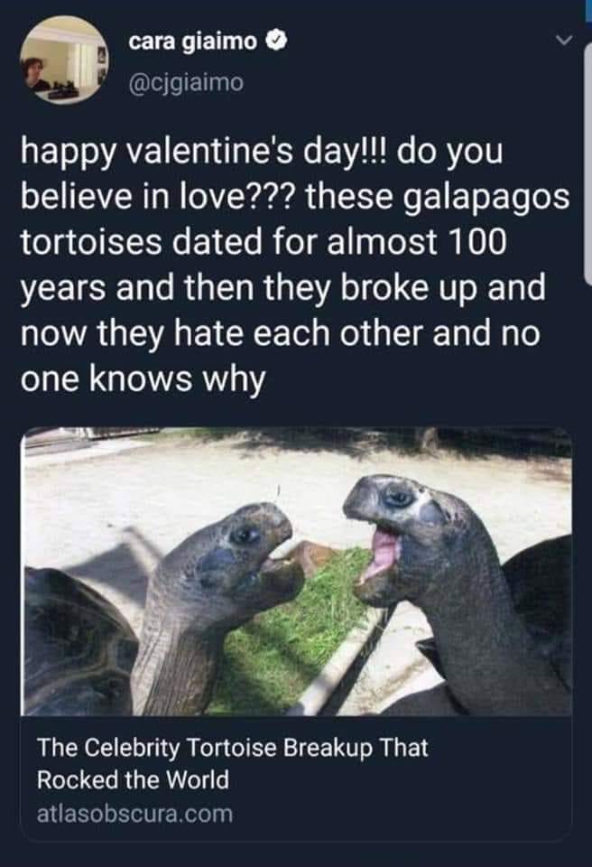 Okay, let's break down this tweet and accompanying image using the requested theoretical frameworks. It's important to note that applying such complex theories to a whimsical tweet about tortoises is somewhat… playful...