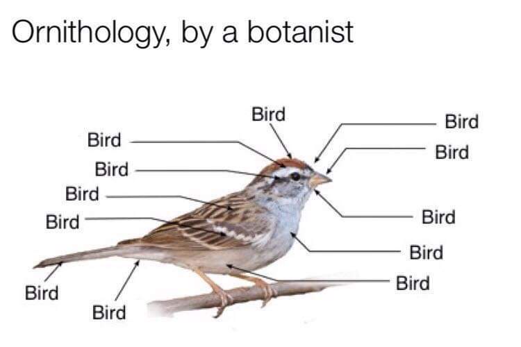 Here's an analysis of the image, broken down into sections addressing the prompts. Because the image is so conceptually simple (a bird labeled entirely as "bird"), certain sections will be more relevant/developed than...